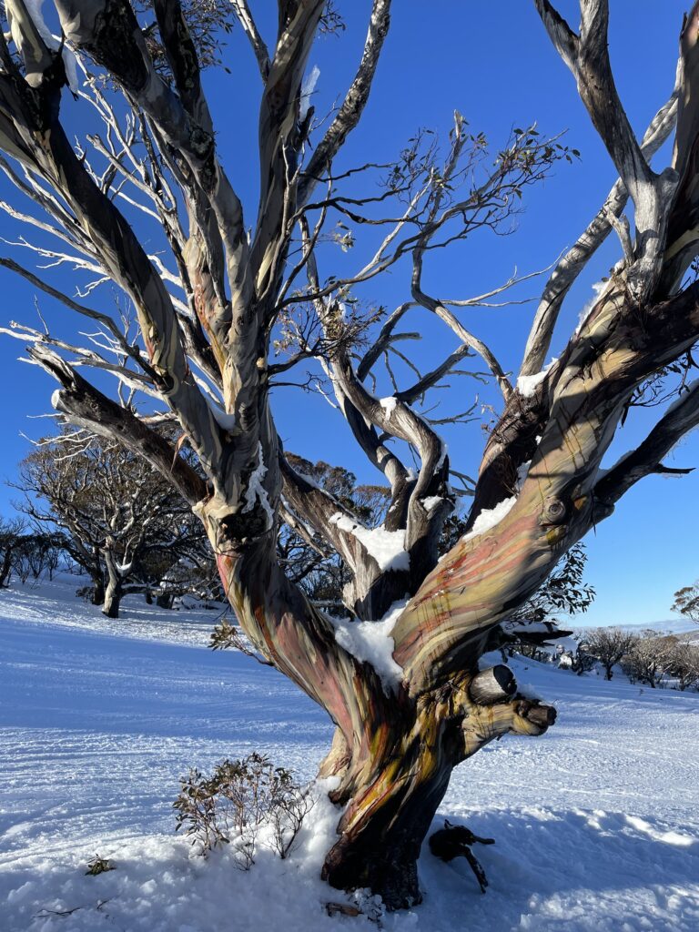 Copperhead Rd-Perisher